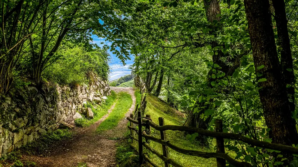 Stig som leder in bland träden i en skog